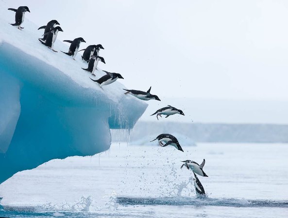 antarctica melting sea