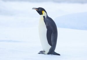 emperor penguin