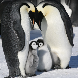 emperor penguin chicks